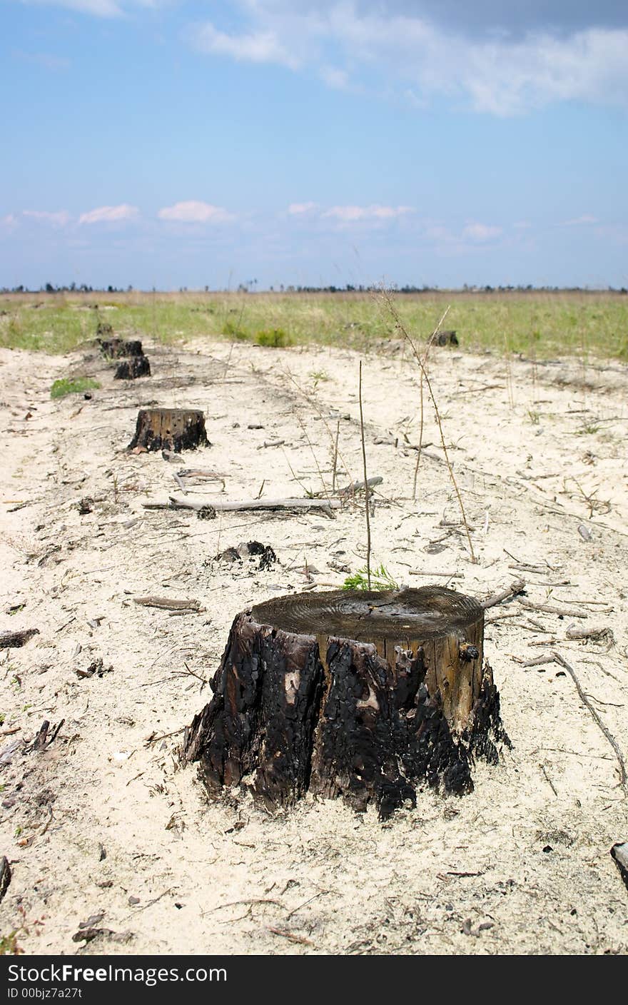 Line of stumps in the sand