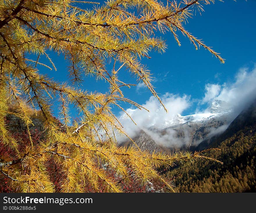 Pine Branch, Sigunian Mountains, Chinese Himalayas