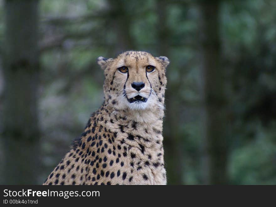 Gepard