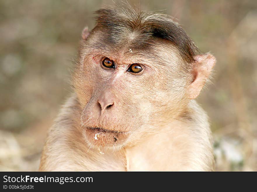 The face of the wild monkey in the India jungle. Very nice, don't you think? Enjoy!. The face of the wild monkey in the India jungle. Very nice, don't you think? Enjoy!