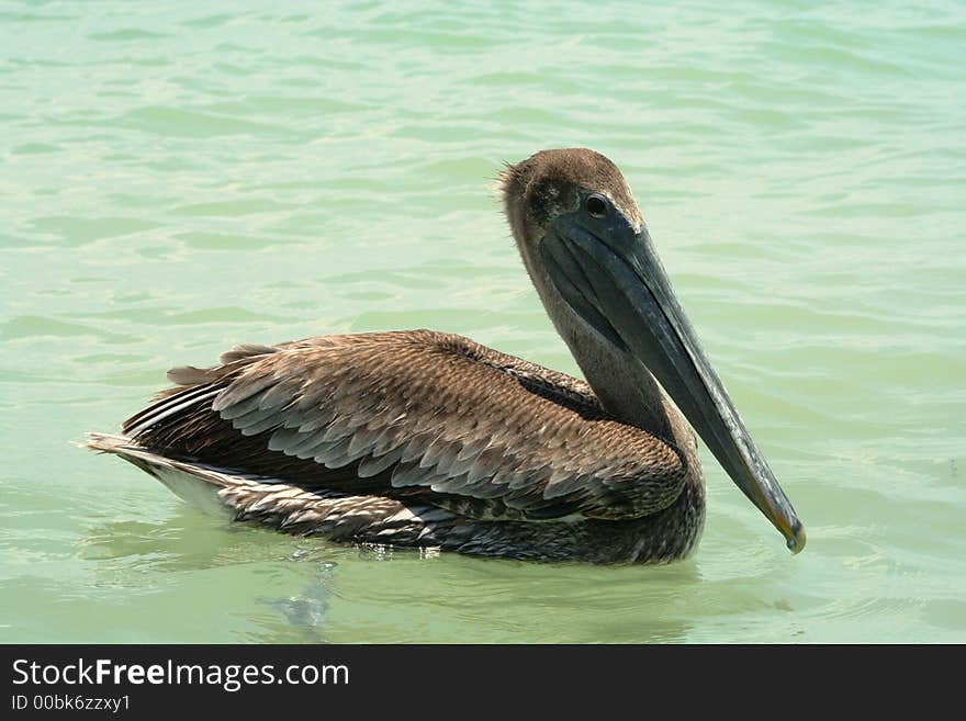 Close-up of Pelican