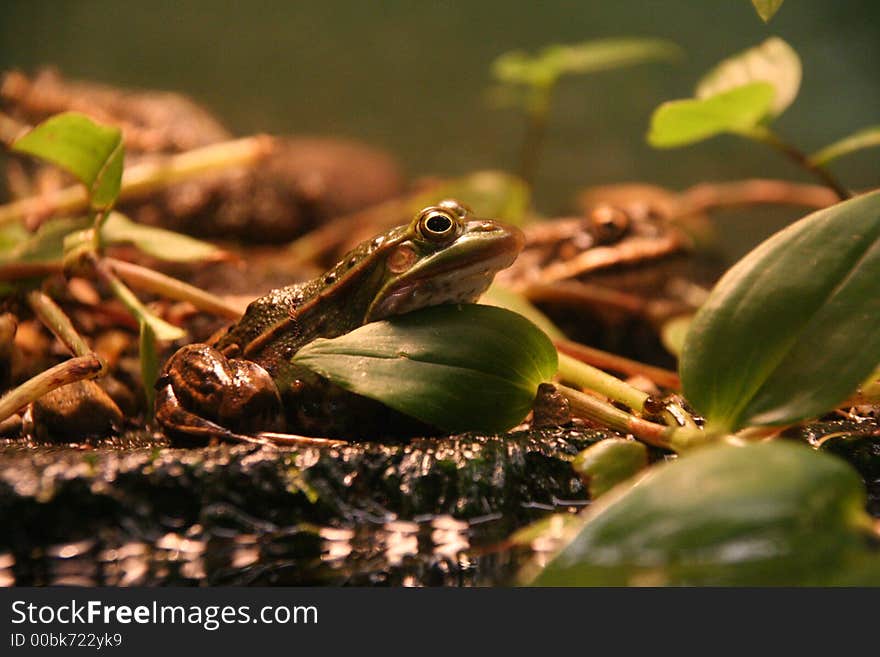 Olive Green Frog