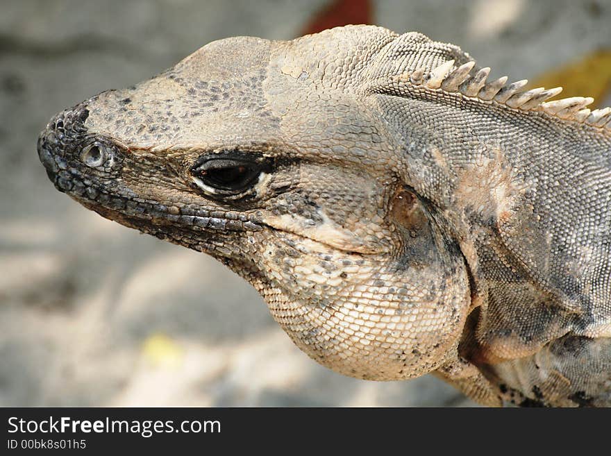 Close-up of Grey Iguana