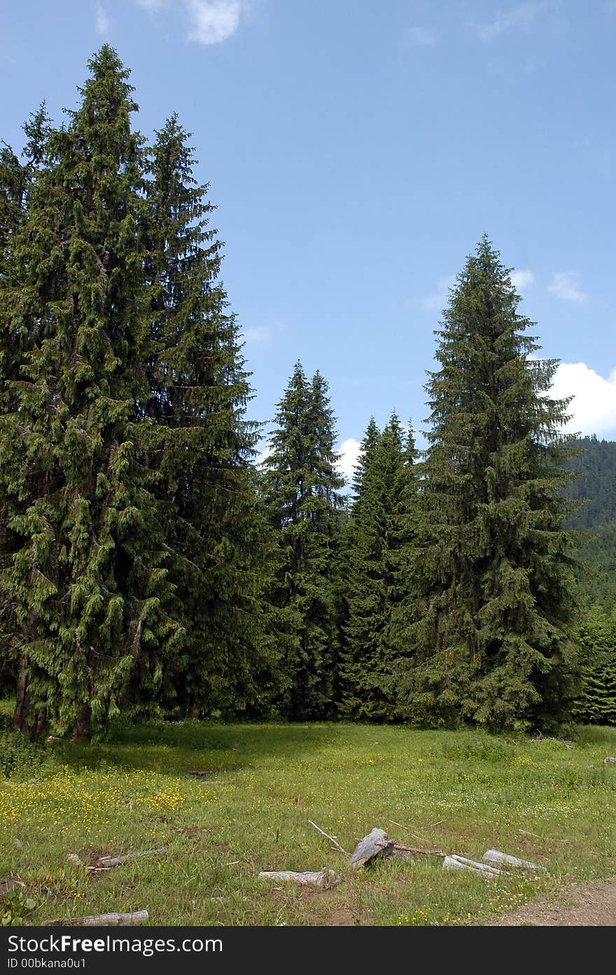 Green Trees In Mountains