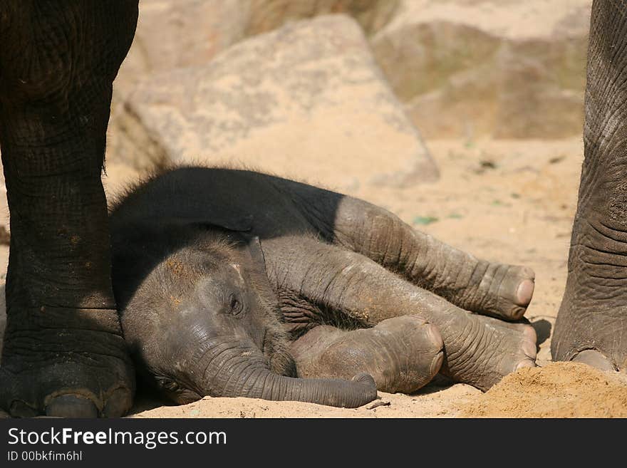 Young Elephant