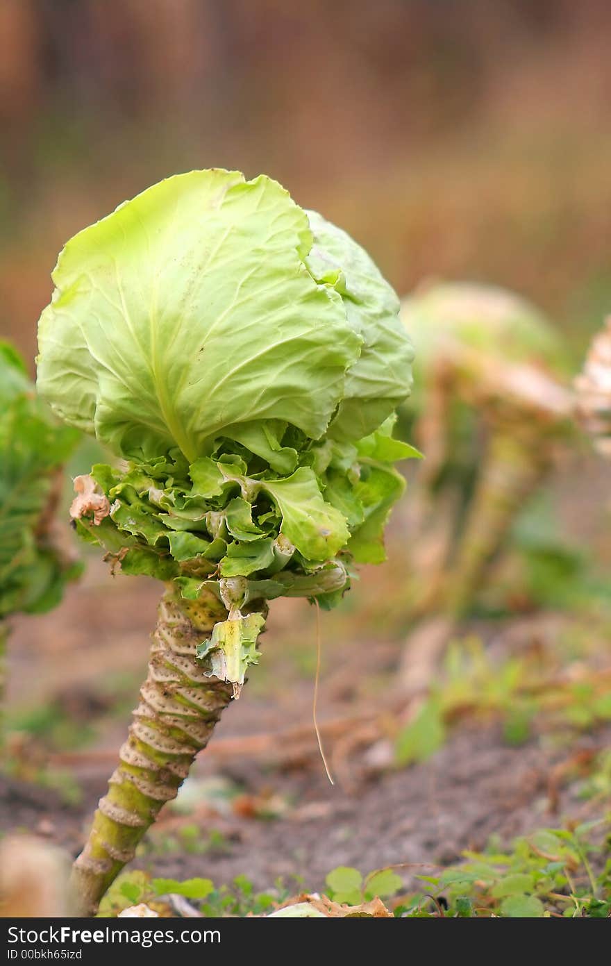 Cabbage On Field