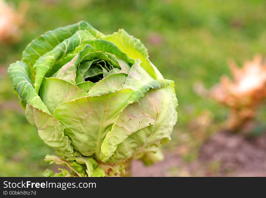 Cabbage on field