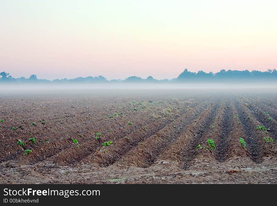 A foggy morning in the fields. A foggy morning in the fields.