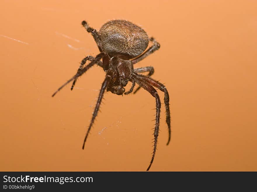 A spider clinging to its web. A spider clinging to its web