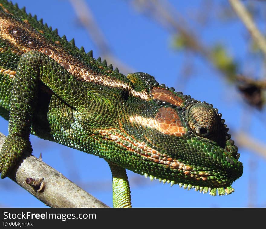 A chameleon walking along a branch which I found in the bushes next to the Berg River, Paarl, South Africa.