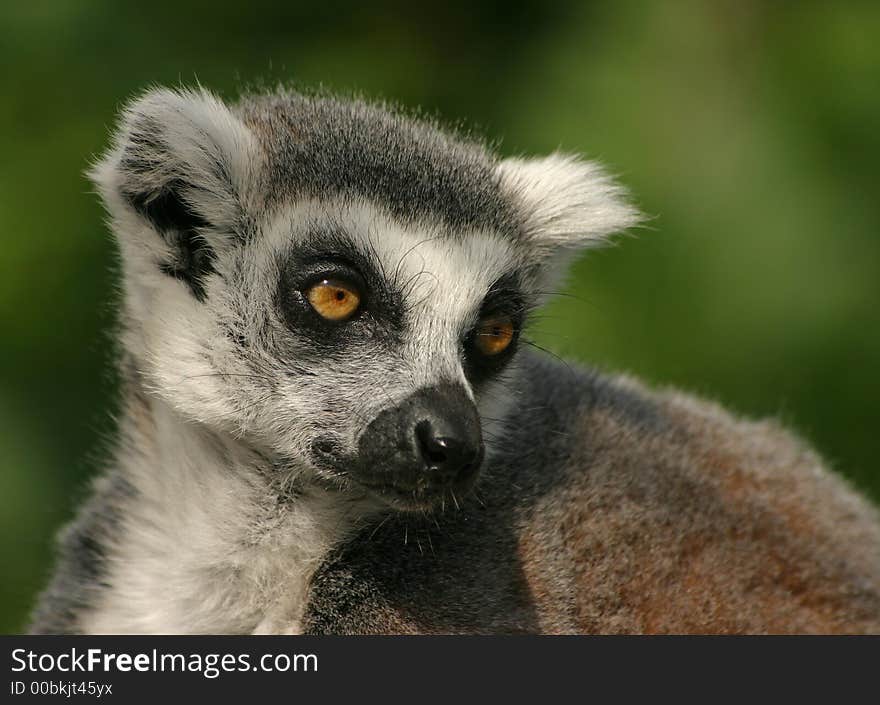 Ring-tailed Lemur with a green background