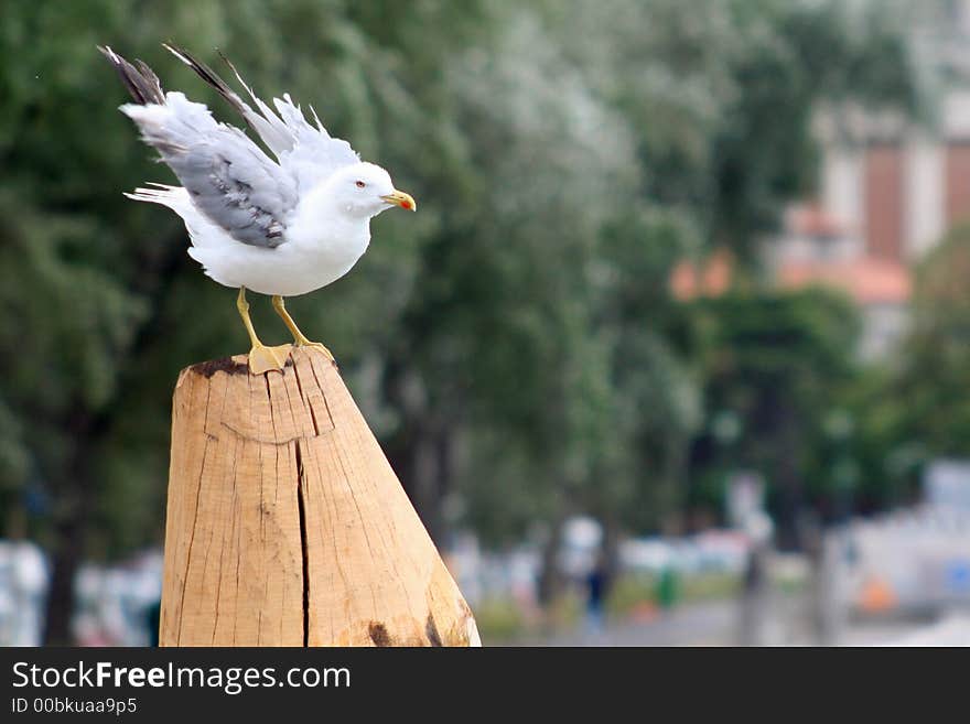 A bird against strong wind in the Lagoon of Venice - Italy