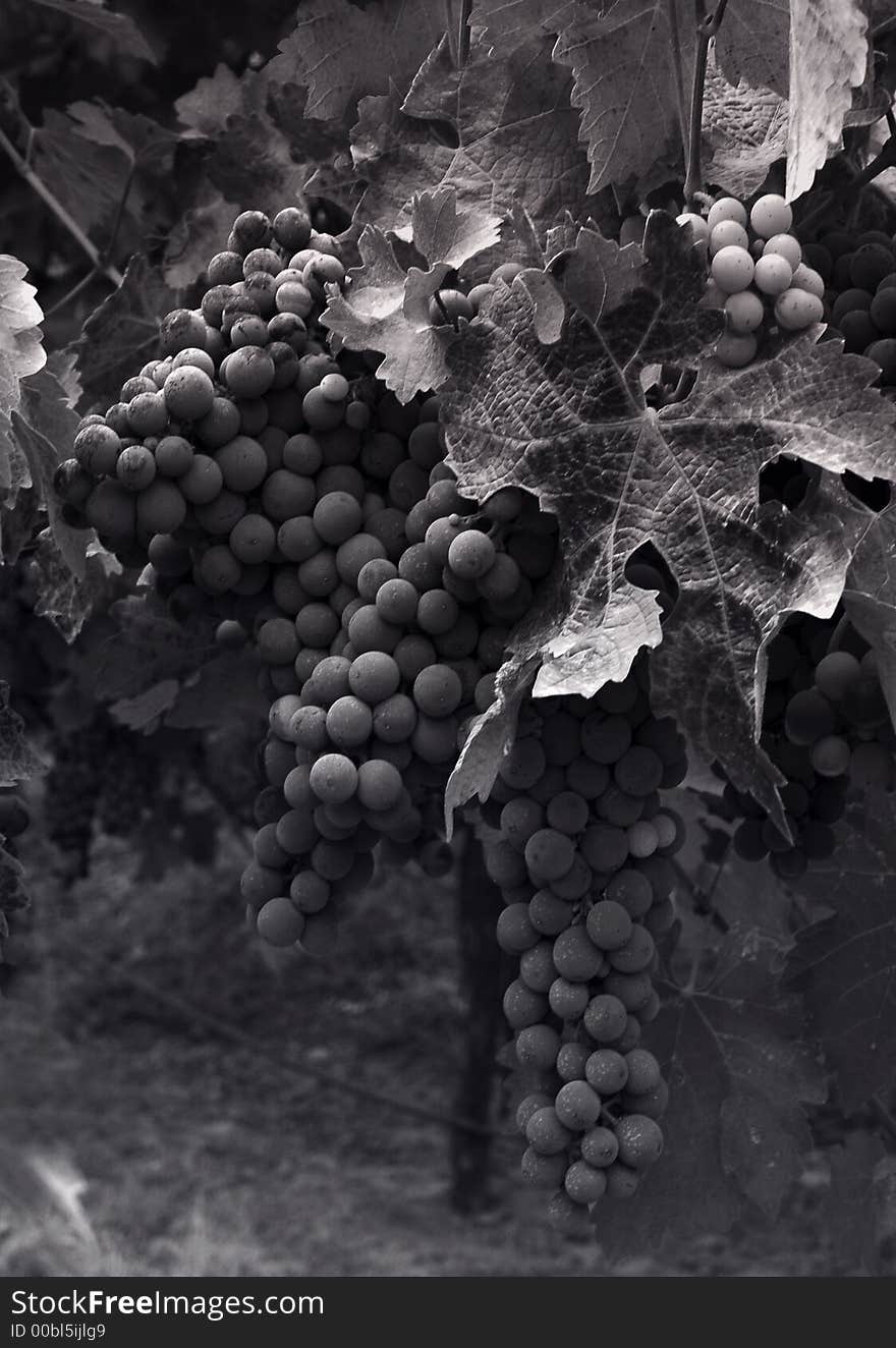 A bunch of grapes ready for harvest in the Napa Valley. A bunch of grapes ready for harvest in the Napa Valley.