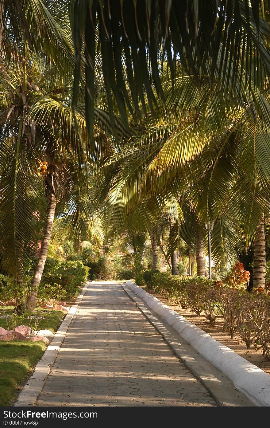 Looking down a tree lined path in tropical summer. Looking down a tree lined path in tropical summer