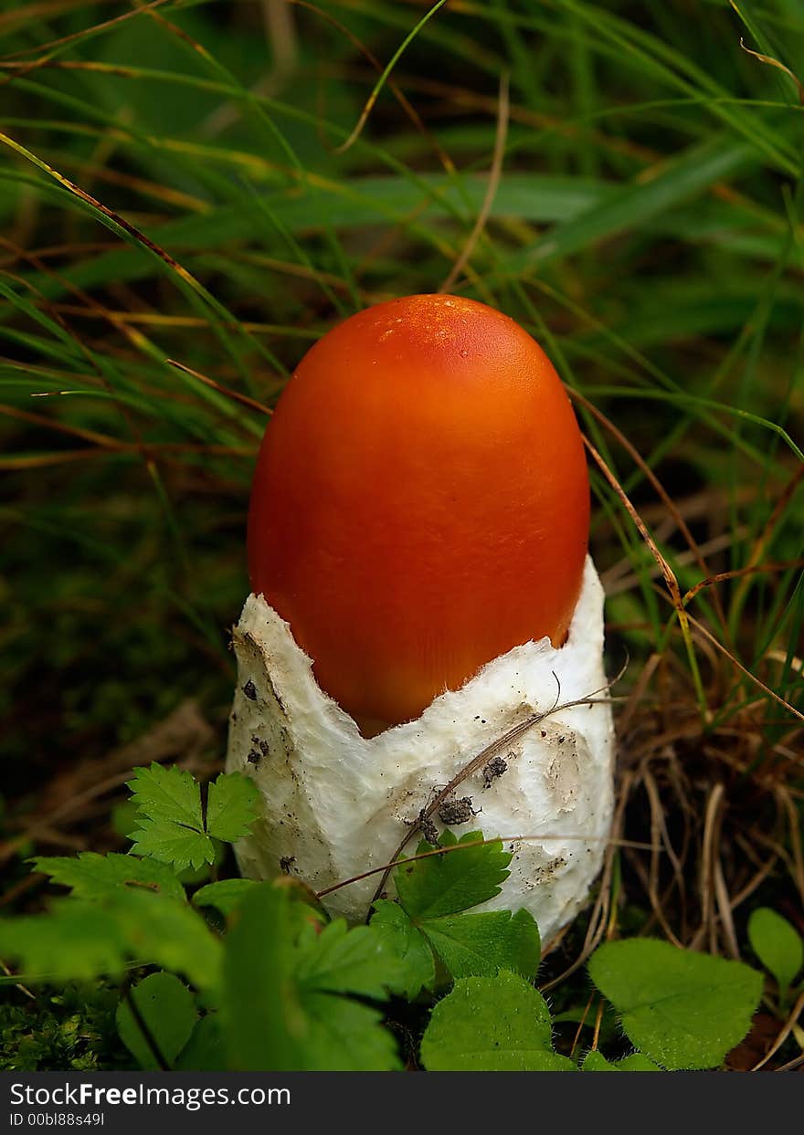 Natural food representing small red caesarian mushroom in the grass