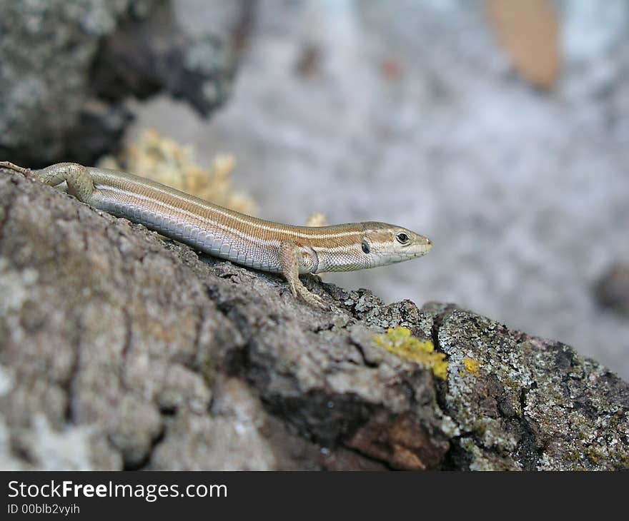 Lizard On Wood