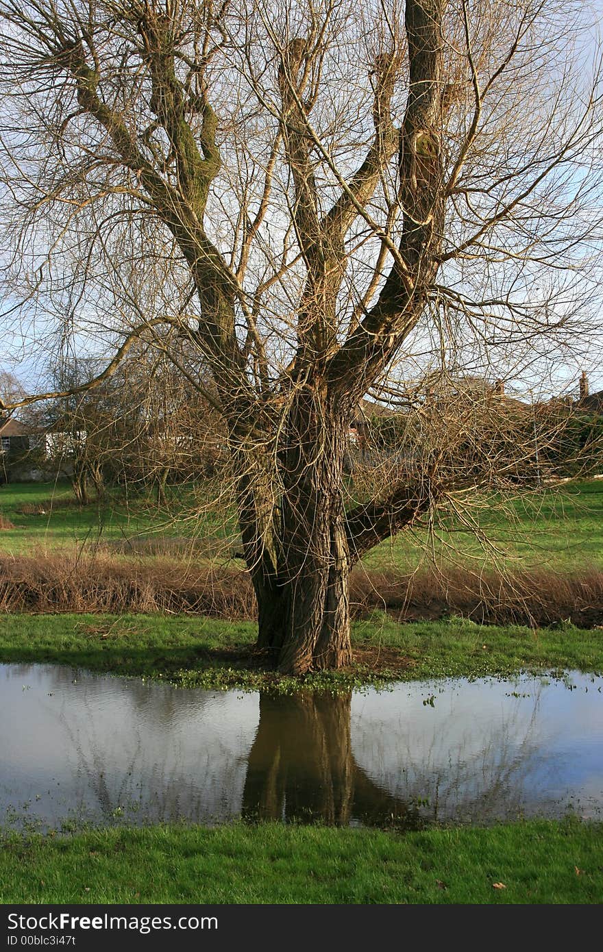 Old tree