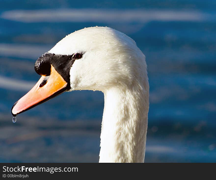 The head of a swan with a water droplet on the end of its beak. The head of a swan with a water droplet on the end of its beak.