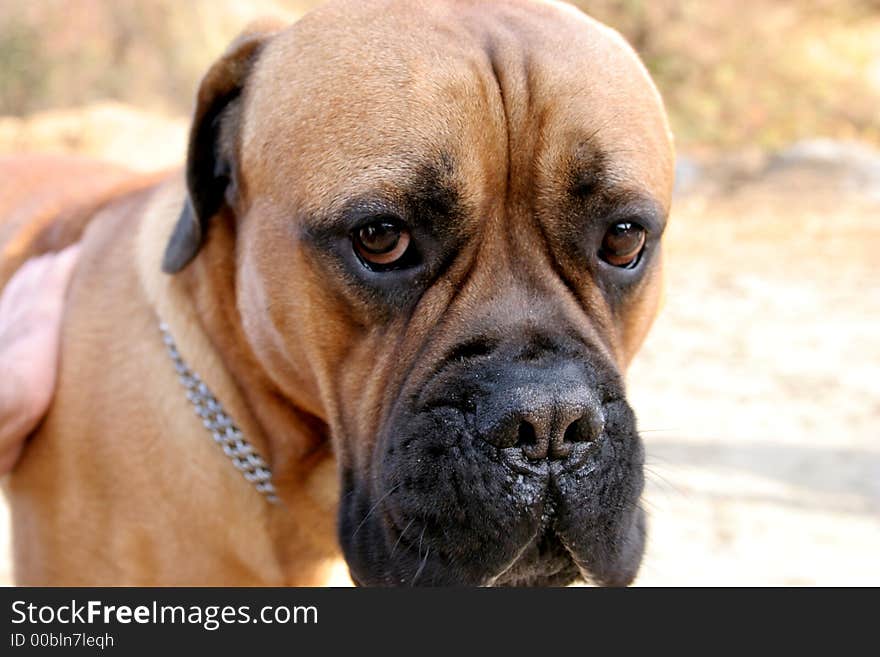 Bull Mastiff in close up