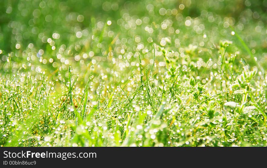 Macro of dew drops on blades of grass in bright morning sunlight. Macro of dew drops on blades of grass in bright morning sunlight