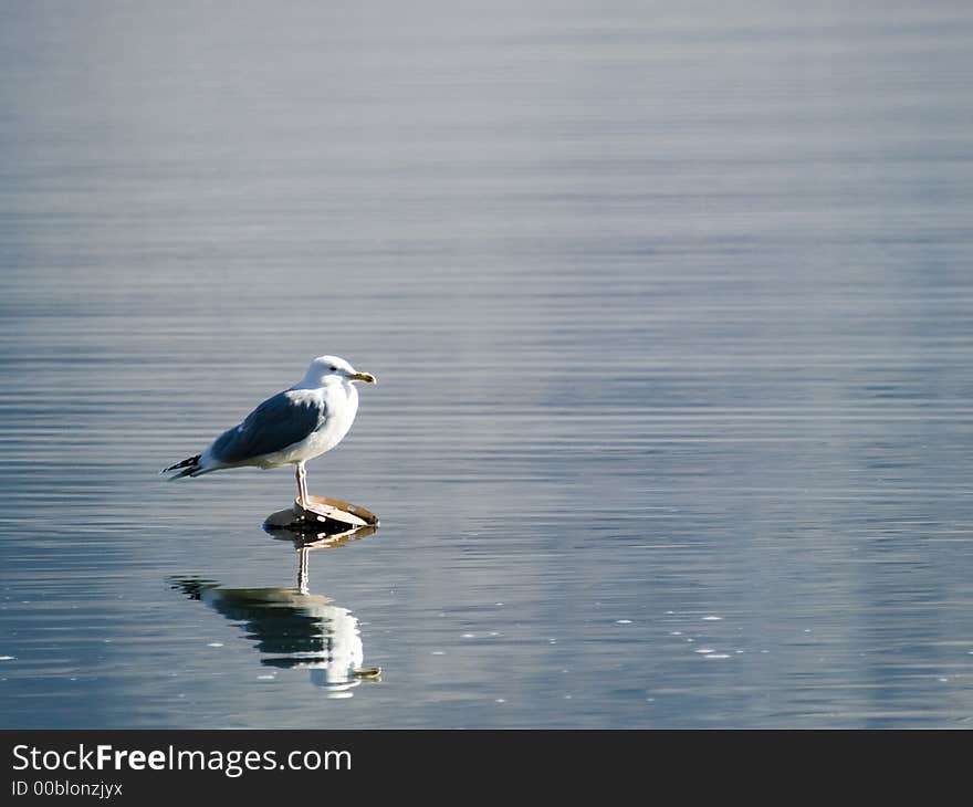 Gull sitting in the middle of the lake