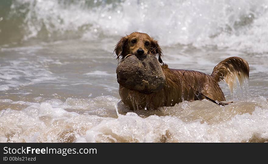 Brown dog playing the waves at the beach with coconut in mouth. Brown dog playing the waves at the beach with coconut in mouth