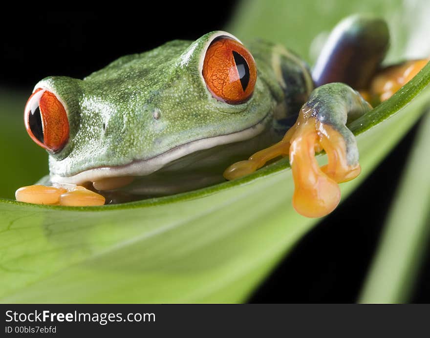 Frog - small animal with smooth skin and long legs that are used for jumping. Frogs live in or near water. The Agalychnis callidryas, commonly know as the Red-eyed tree Frog is a small (50-75 mm / 2-3 inches) tree frog native to rainforests of Central America. Frog - small animal with smooth skin and long legs that are used for jumping. Frogs live in or near water. The Agalychnis callidryas, commonly know as the Red-eyed tree Frog is a small (50-75 mm / 2-3 inches) tree frog native to rainforests of Central America.