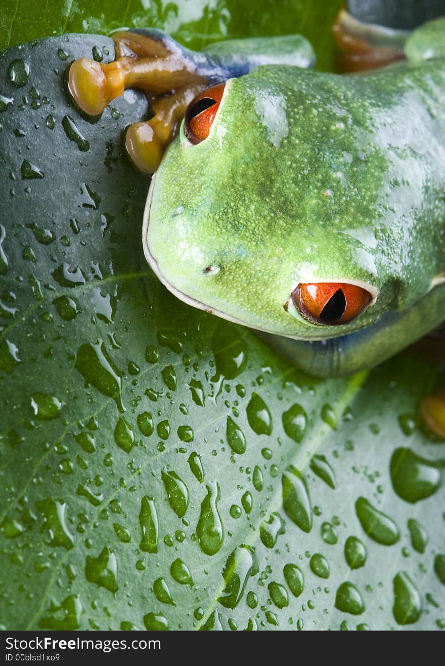 Frog - small animal with smooth skin and long legs that are used for jumping. Frogs live in or near water. The Agalychnis callidryas, commonly know as the Red-eyed tree Frog is a small (50-75 mm / 2-3 inches) tree frog native to rainforests of Central America. Frog - small animal with smooth skin and long legs that are used for jumping. Frogs live in or near water. The Agalychnis callidryas, commonly know as the Red-eyed tree Frog is a small (50-75 mm / 2-3 inches) tree frog native to rainforests of Central America.