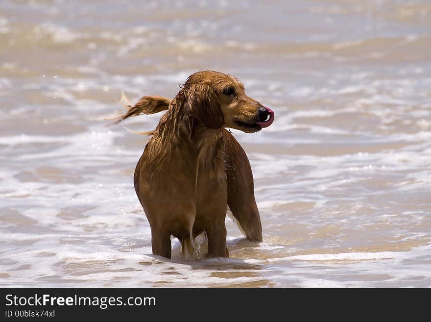 Water play dog