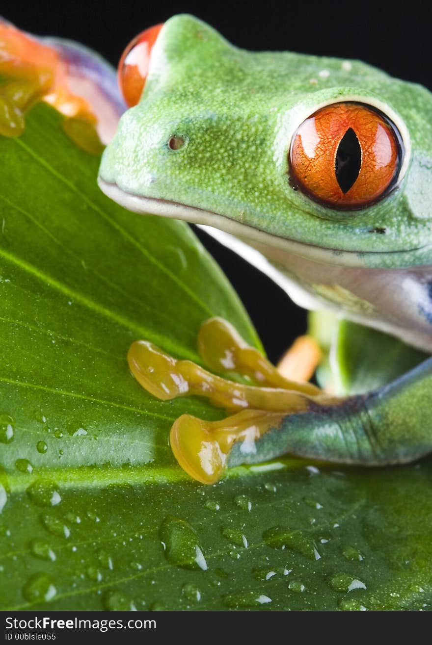 Frog - small animal with smooth skin and long legs that are used for jumping. Frogs live in or near water. The Agalychnis callidryas, commonly know as the Red-eyed tree Frog is a small (50-75 mm / 2-3 inches) tree frog native to rainforests of Central America.