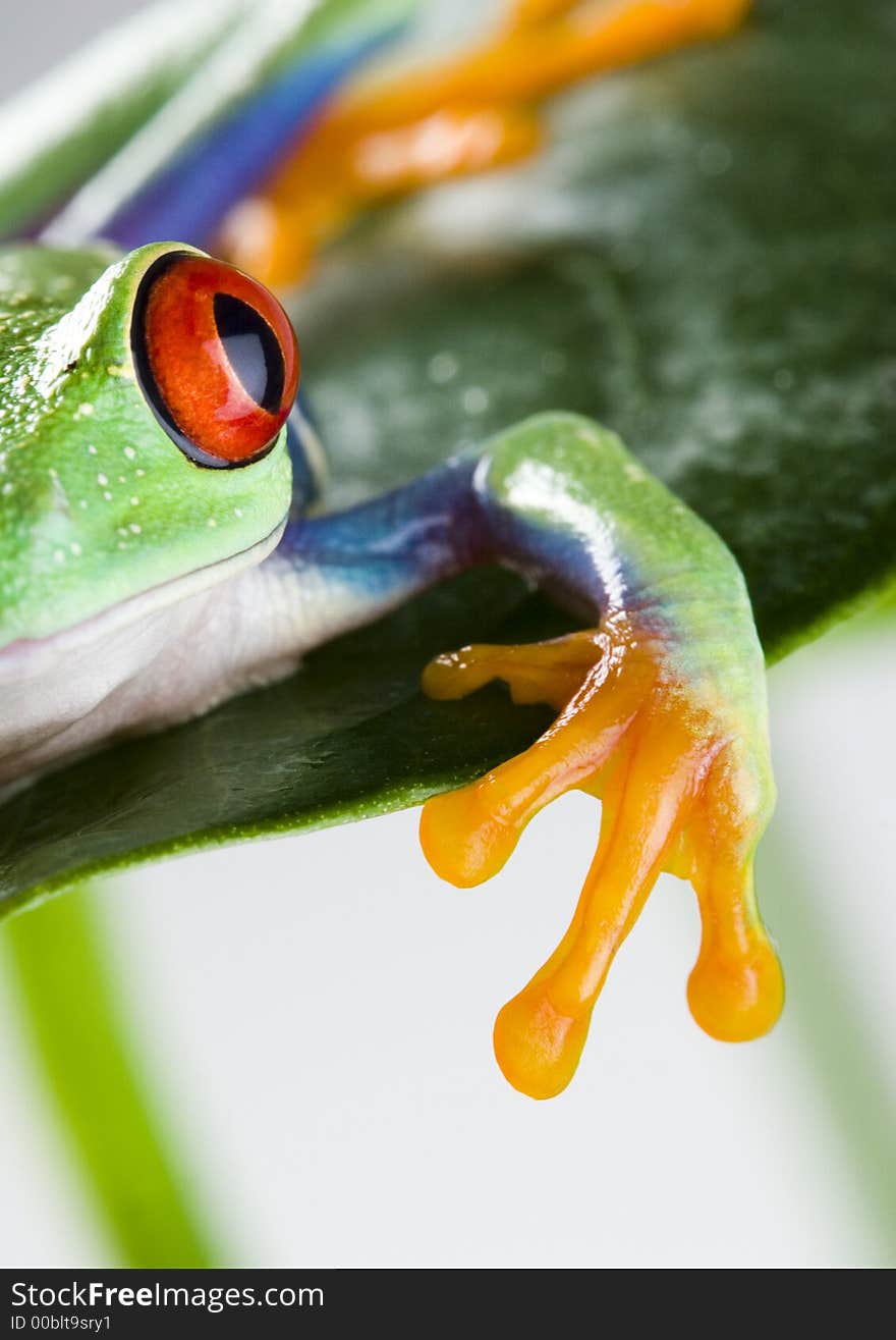 Frog - small animal with smooth skin and long legs that are used for jumping. Frogs live in or near water. The Agalychnis callidryas, commonly know as the Red-eyed tree Frog is a small (50-75 mm / 2-3 inches) tree frog native to rainforests of Central America.