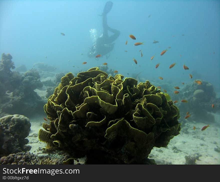 Yellow Turbinaria and diver in background