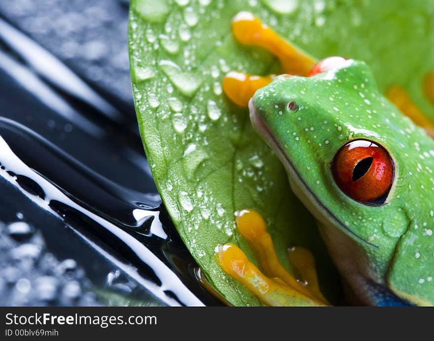 Frog - small animal with smooth skin and long legs that are used for jumping. Frogs live in or near water. The Agalychnis callidryas, commonly know as the Red-eyed tree Frog is a small (50-75 mm / 2-3 inches) tree frog native to rainforests of Central America. Frog - small animal with smooth skin and long legs that are used for jumping. Frogs live in or near water. The Agalychnis callidryas, commonly know as the Red-eyed tree Frog is a small (50-75 mm / 2-3 inches) tree frog native to rainforests of Central America.