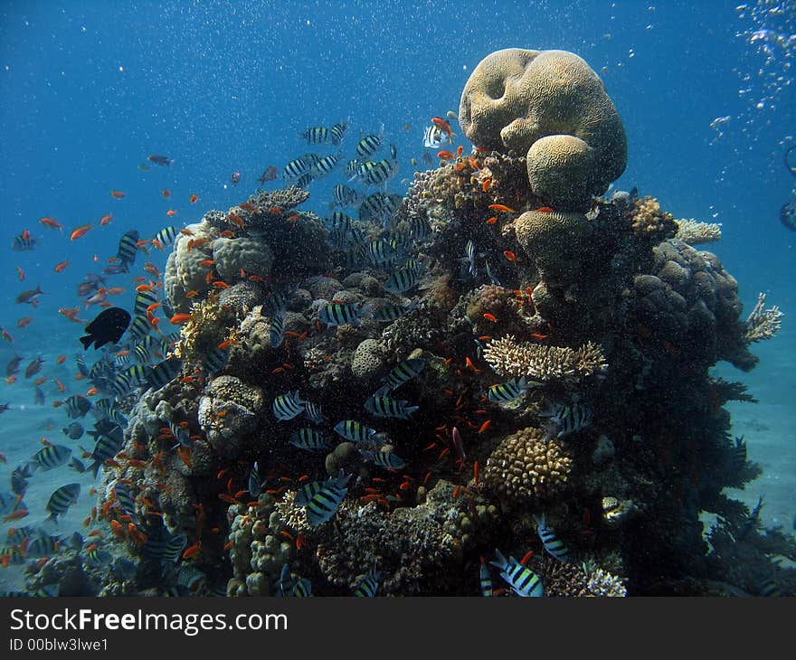 A beautiful picture of a coral reef teeming with life and bubbles in the background. shot in the Red Sea. A beautiful picture of a coral reef teeming with life and bubbles in the background. shot in the Red Sea