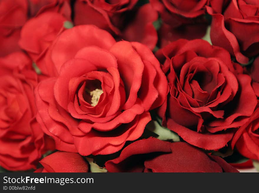 Beautiful Red Roses Close Up