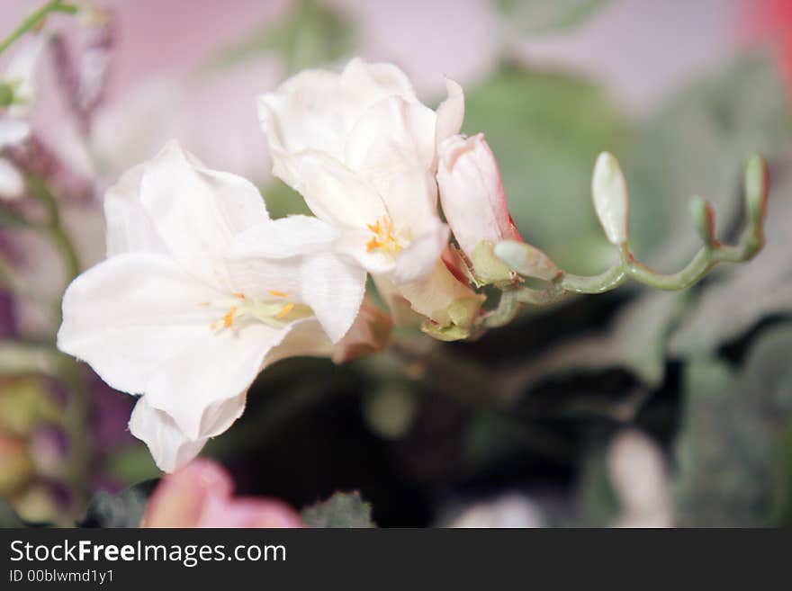 Beautiful white orchid