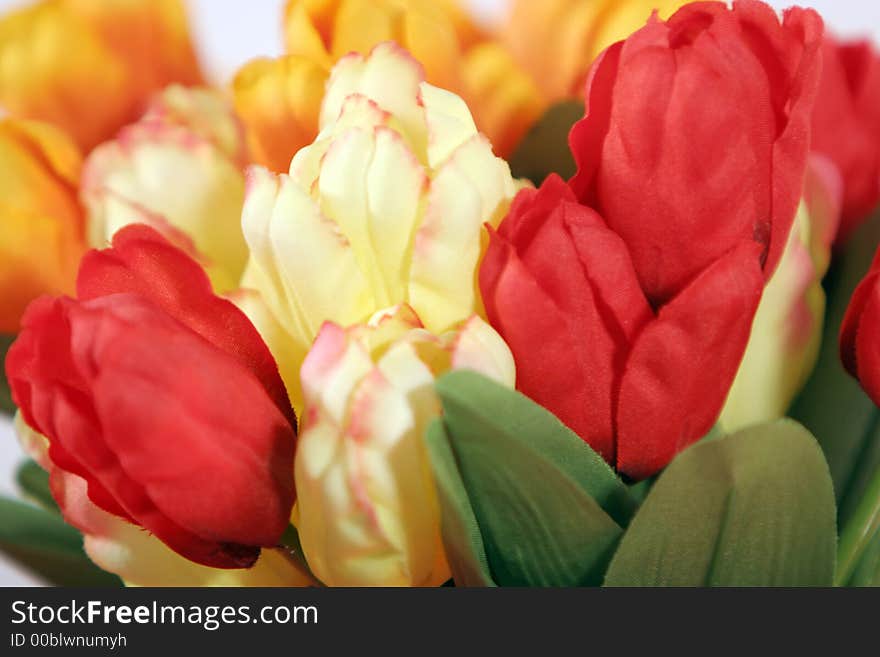 Beautiful colorful tulips - close up