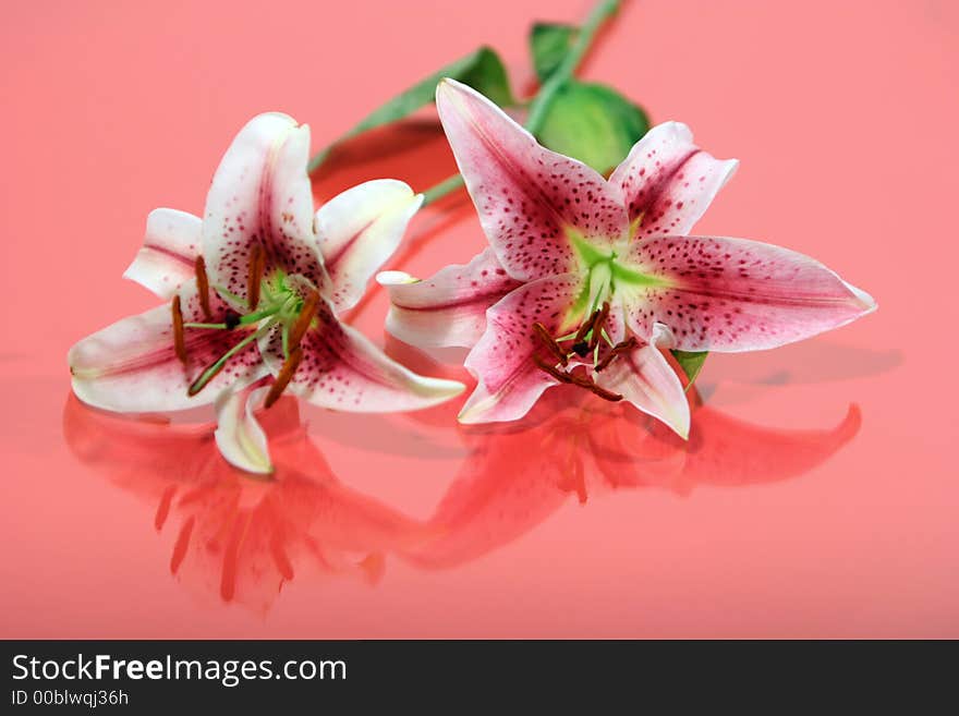 Beautiful pink and white iris - reflection on red background