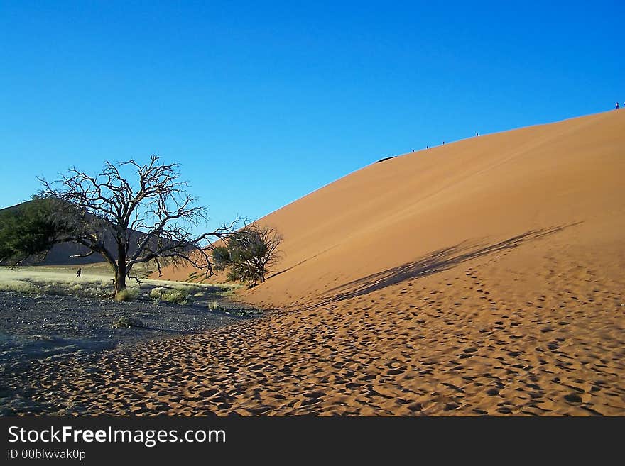 Tree And Dune