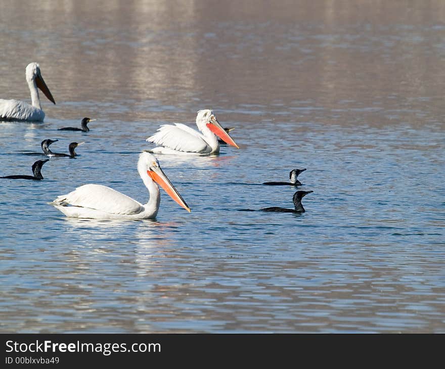 Pelicans