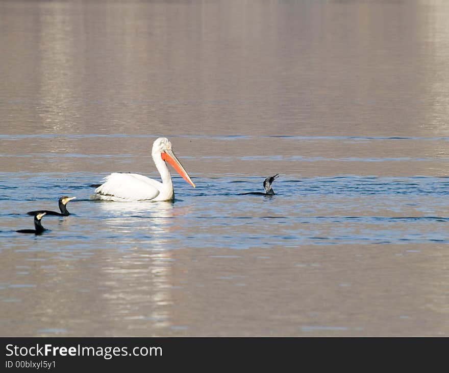 Pelican