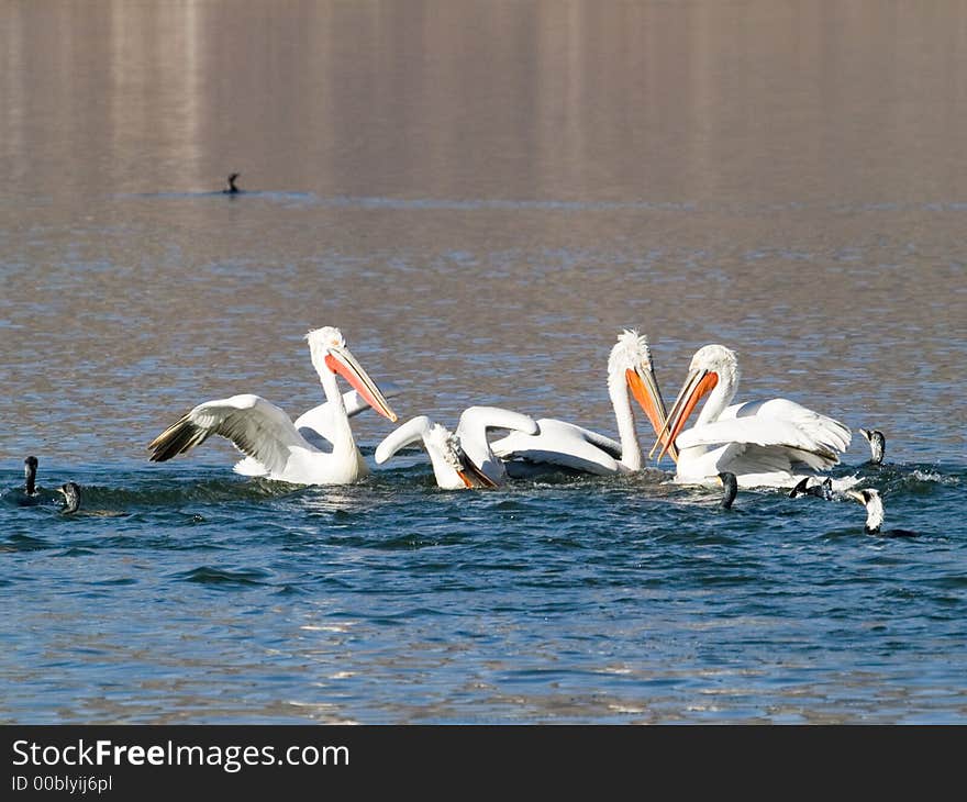 Pelicans