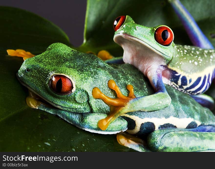 Frog - small animal with smooth skin and long legs that are used for jumping. Frogs live in or near water. The Agalychnis callidryas, commonly know as the Red-eyed tree Frog is a small (50-75 mm / 2-3 inches) tree frog native to rainforests of Central America. Frog - small animal with smooth skin and long legs that are used for jumping. Frogs live in or near water. The Agalychnis callidryas, commonly know as the Red-eyed tree Frog is a small (50-75 mm / 2-3 inches) tree frog native to rainforests of Central America.