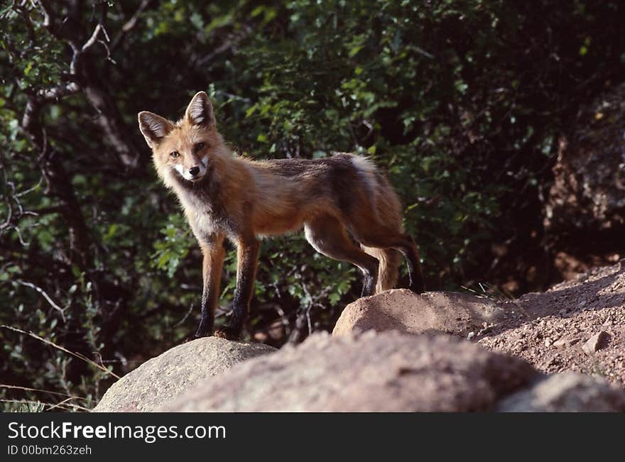 Red Fox