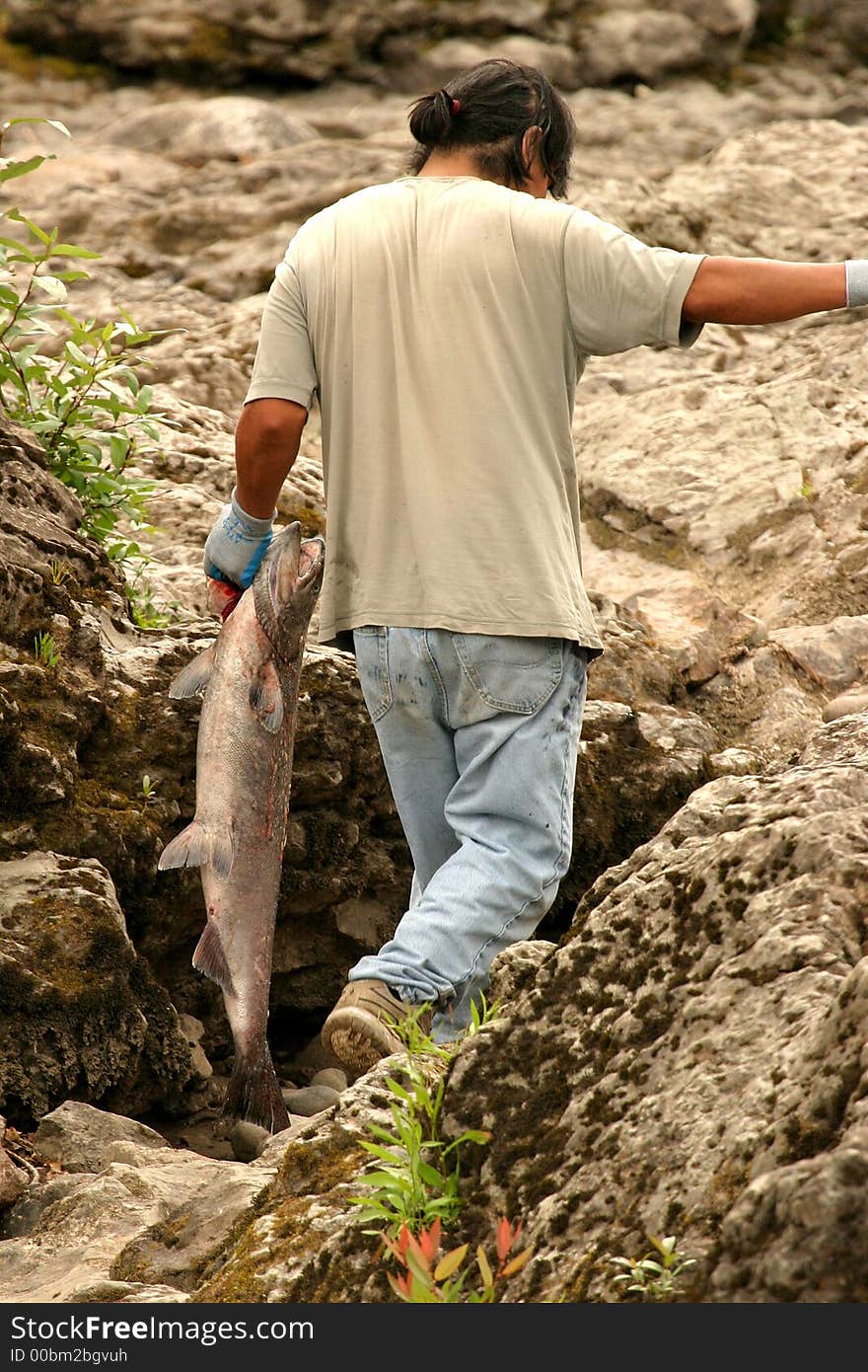 Indian fisherman just catching a salmon