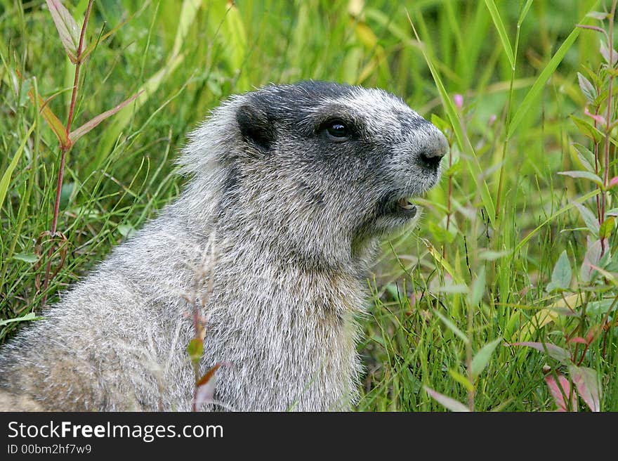 Marmot