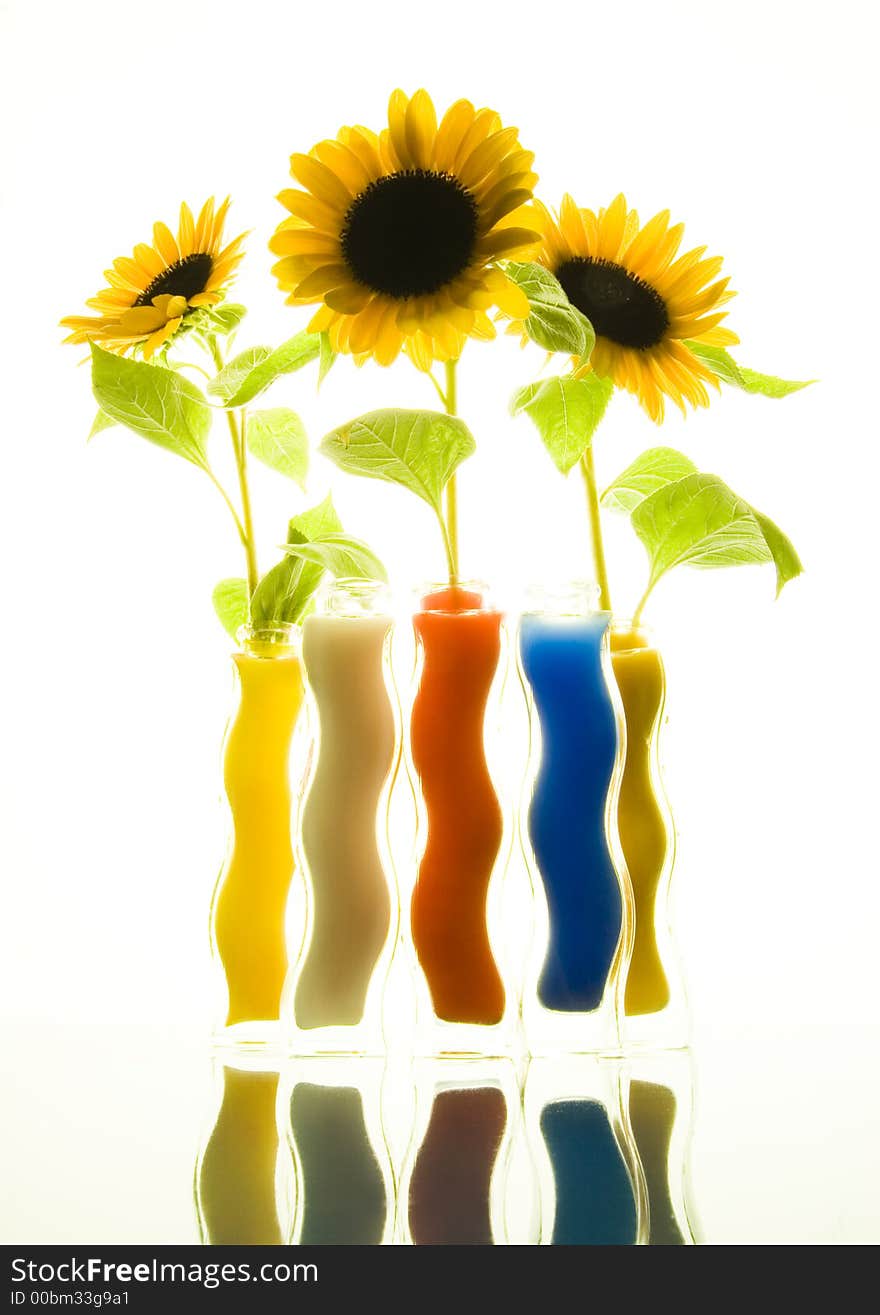 The Helianthus on white background