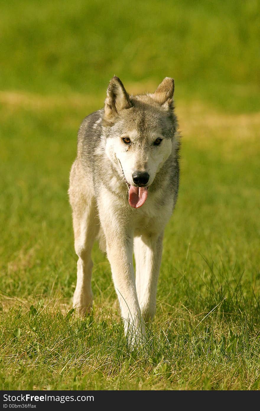 Wolf in British Columbia, Canada. Wolf in British Columbia, Canada