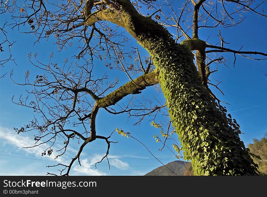 One but not only tree on autumn without lives