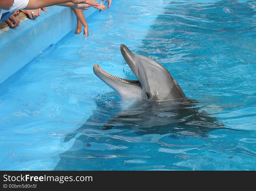 Rescued wild dolphin getting fed in holding tank. Rescued wild dolphin getting fed in holding tank